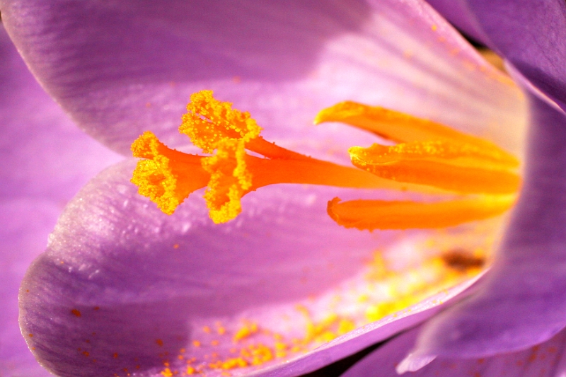 Crocus 3 